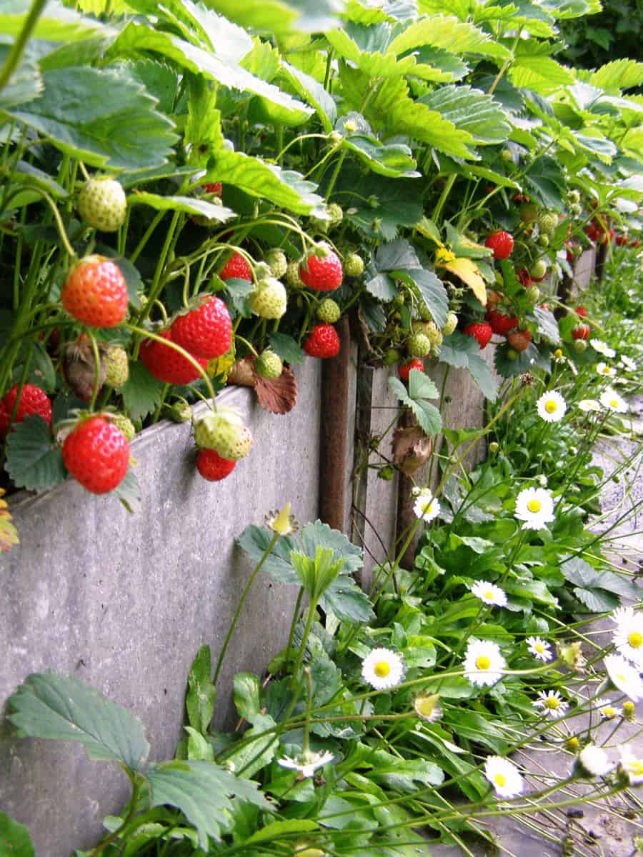 Strawberries growing on the sides of the wall