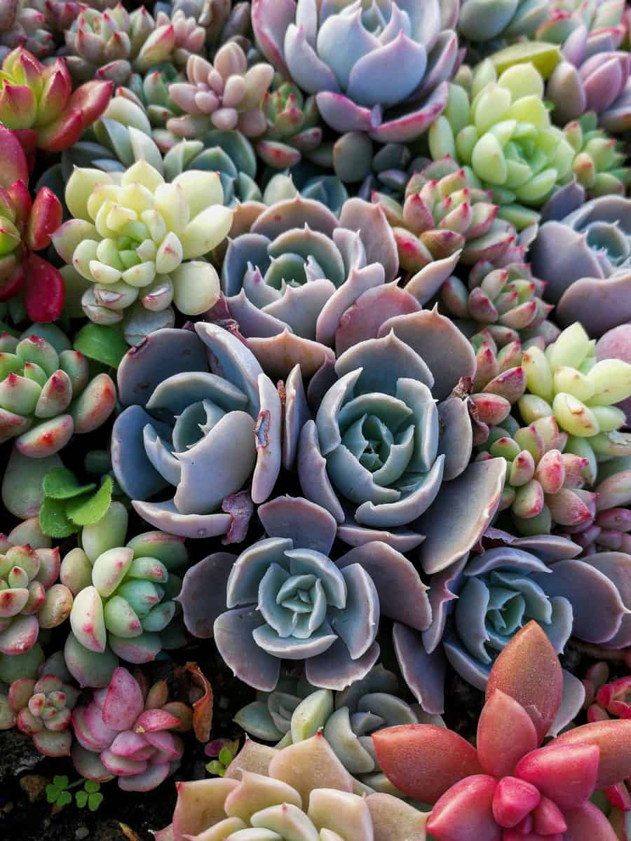 Different colors of Succulents 