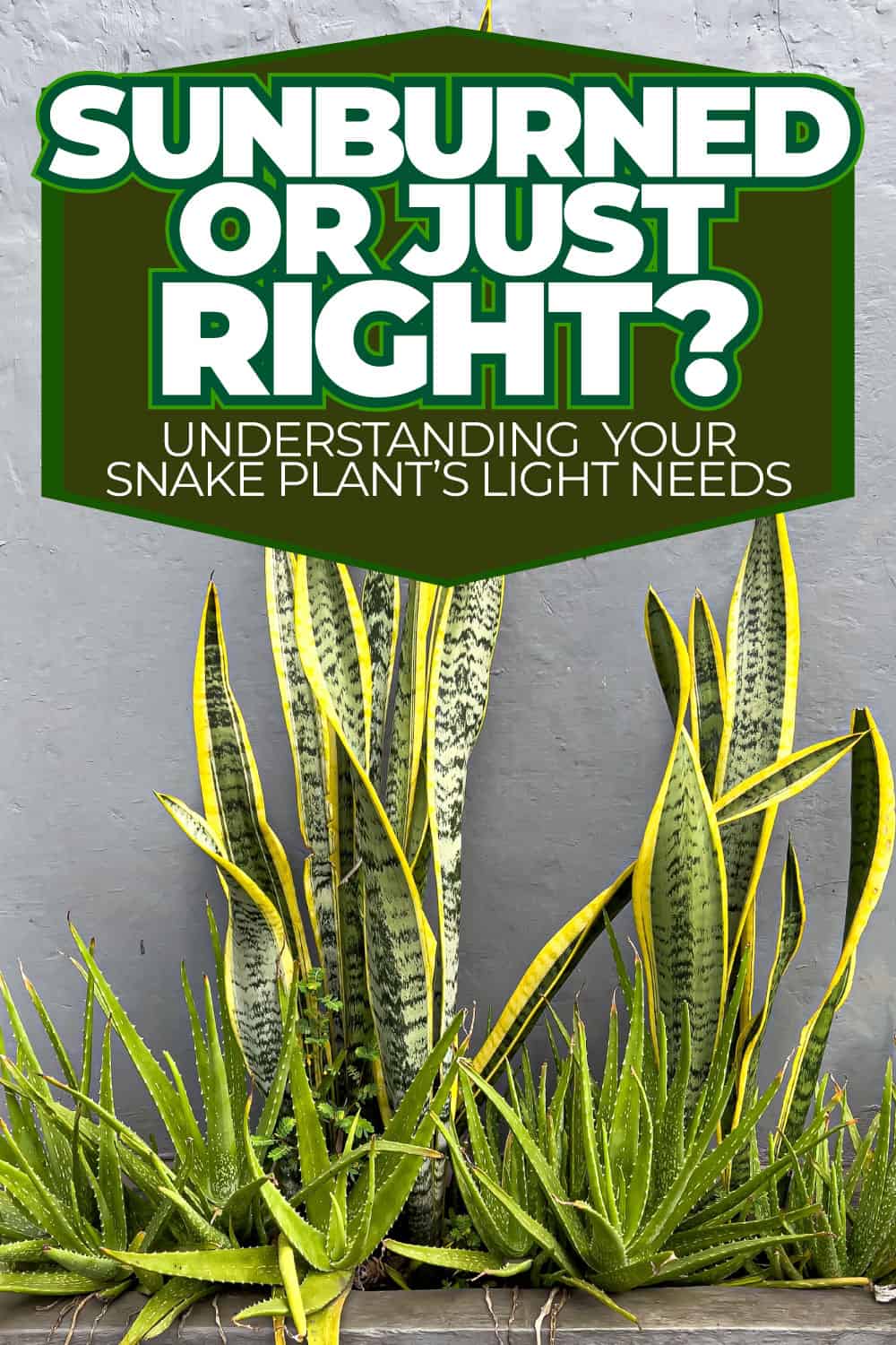 Sunburned or Just Right Understanding Your Snake Plant's Light Needs