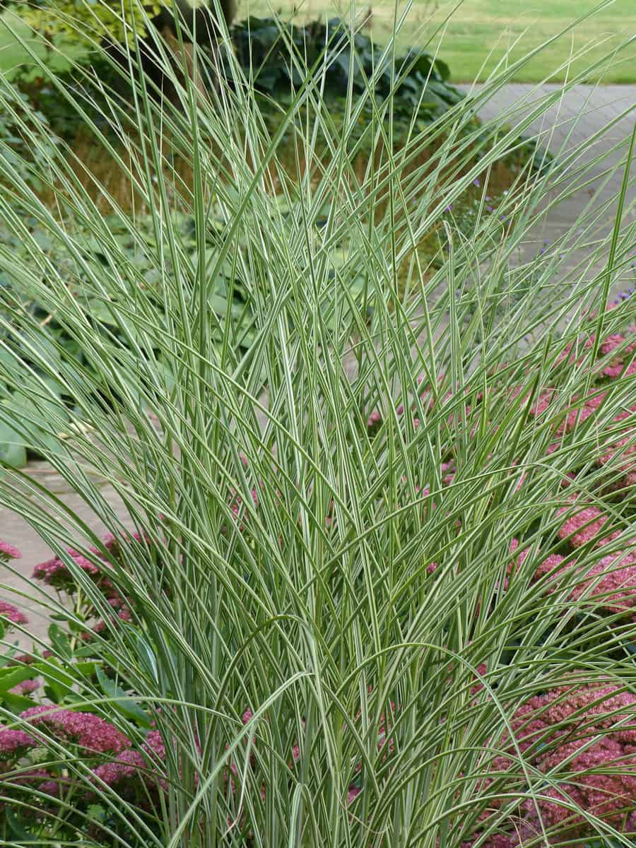 tall switchgrass plant 
