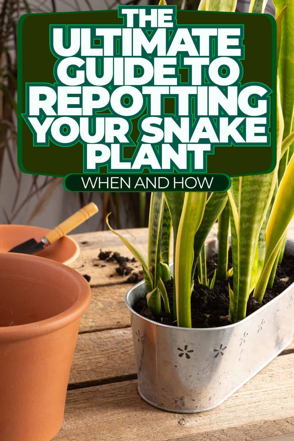 The Ultimate Guide To Repotting Your Snake Plant: When And How