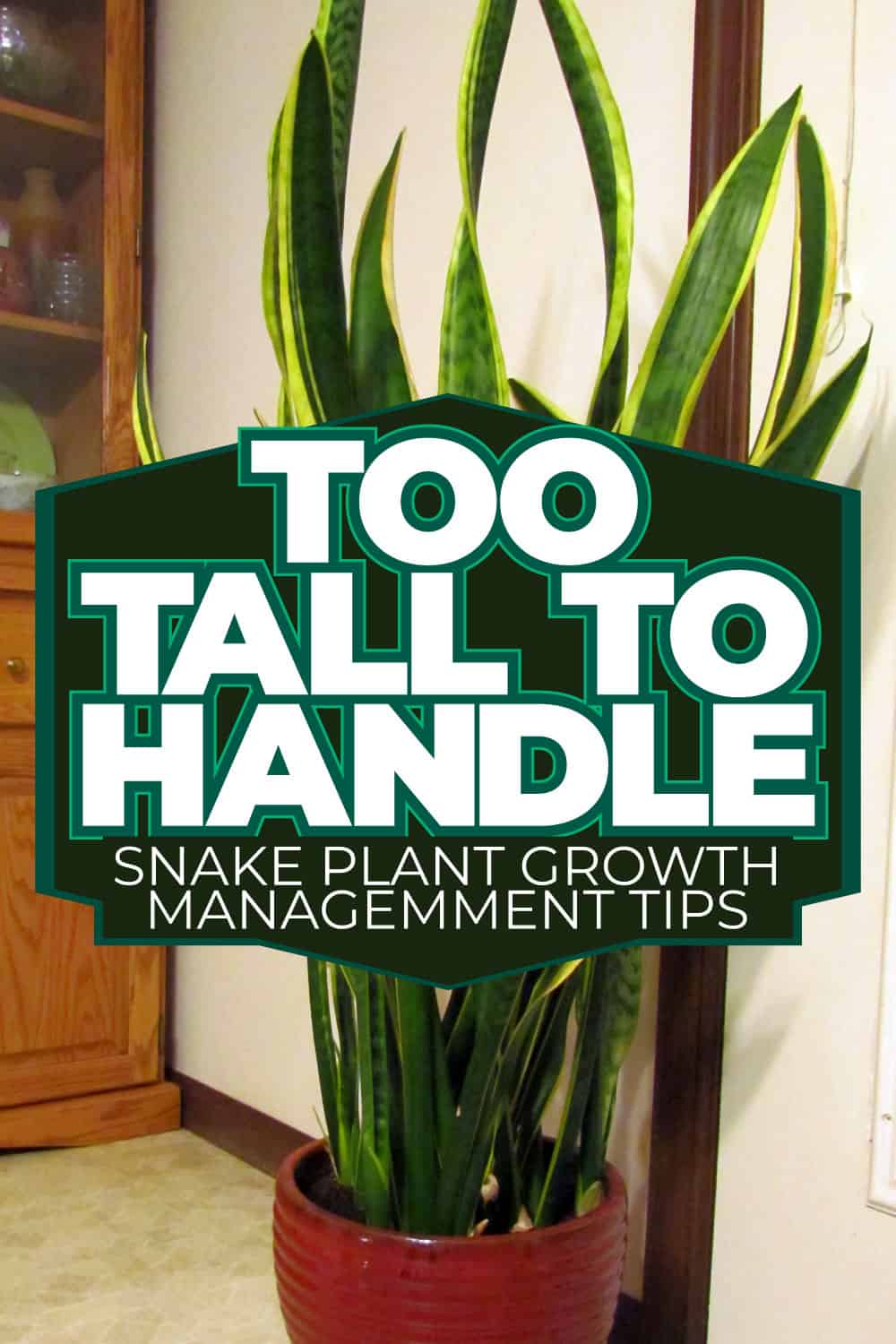 Too Tall to Handle Snake Plant Growth Management Tips