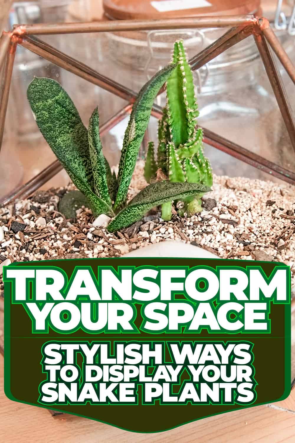 Transform Your Space Stylish Ways To Display Your Snake Plants