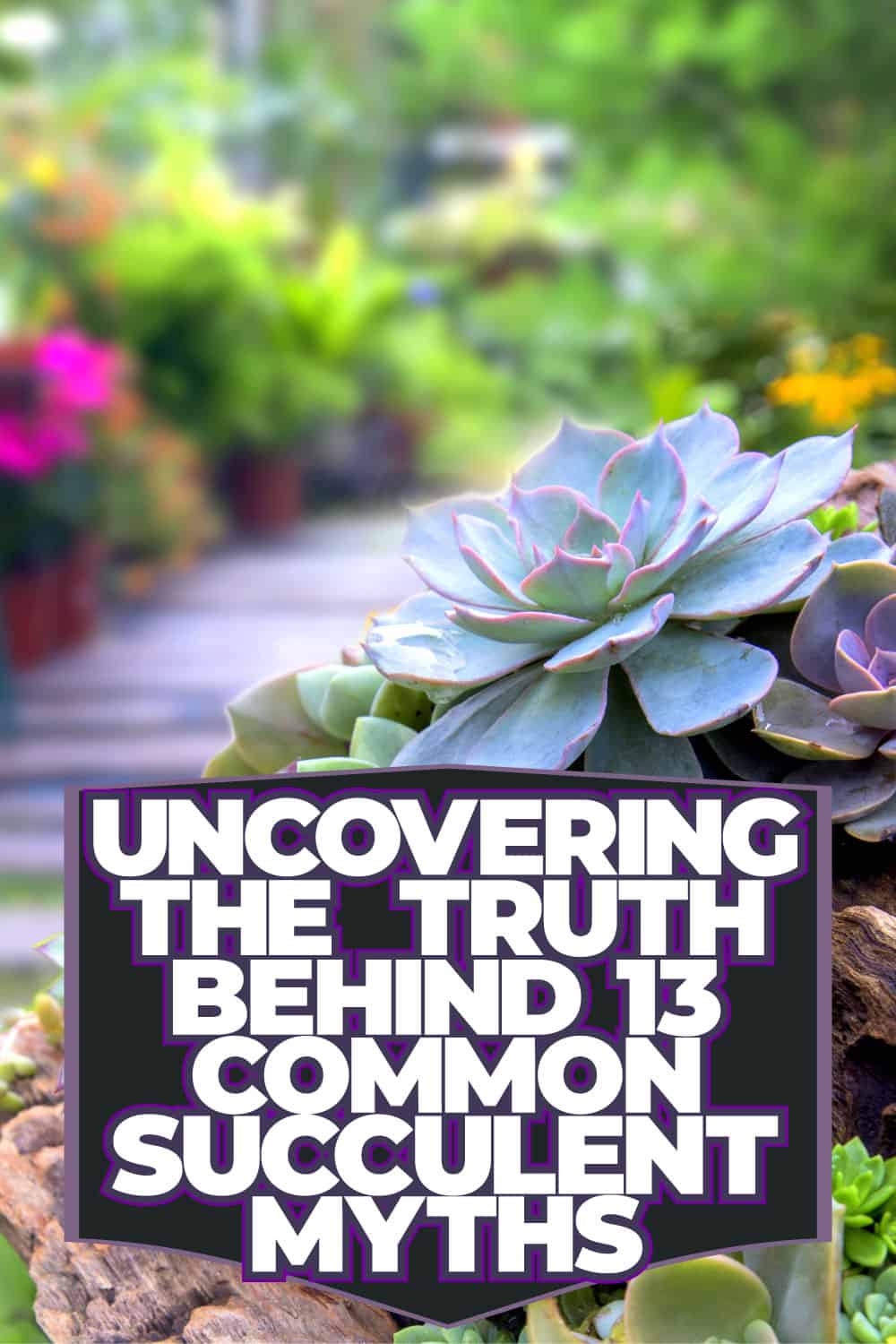 Uncovering the Truth Behind 13 Common Succulent Myths