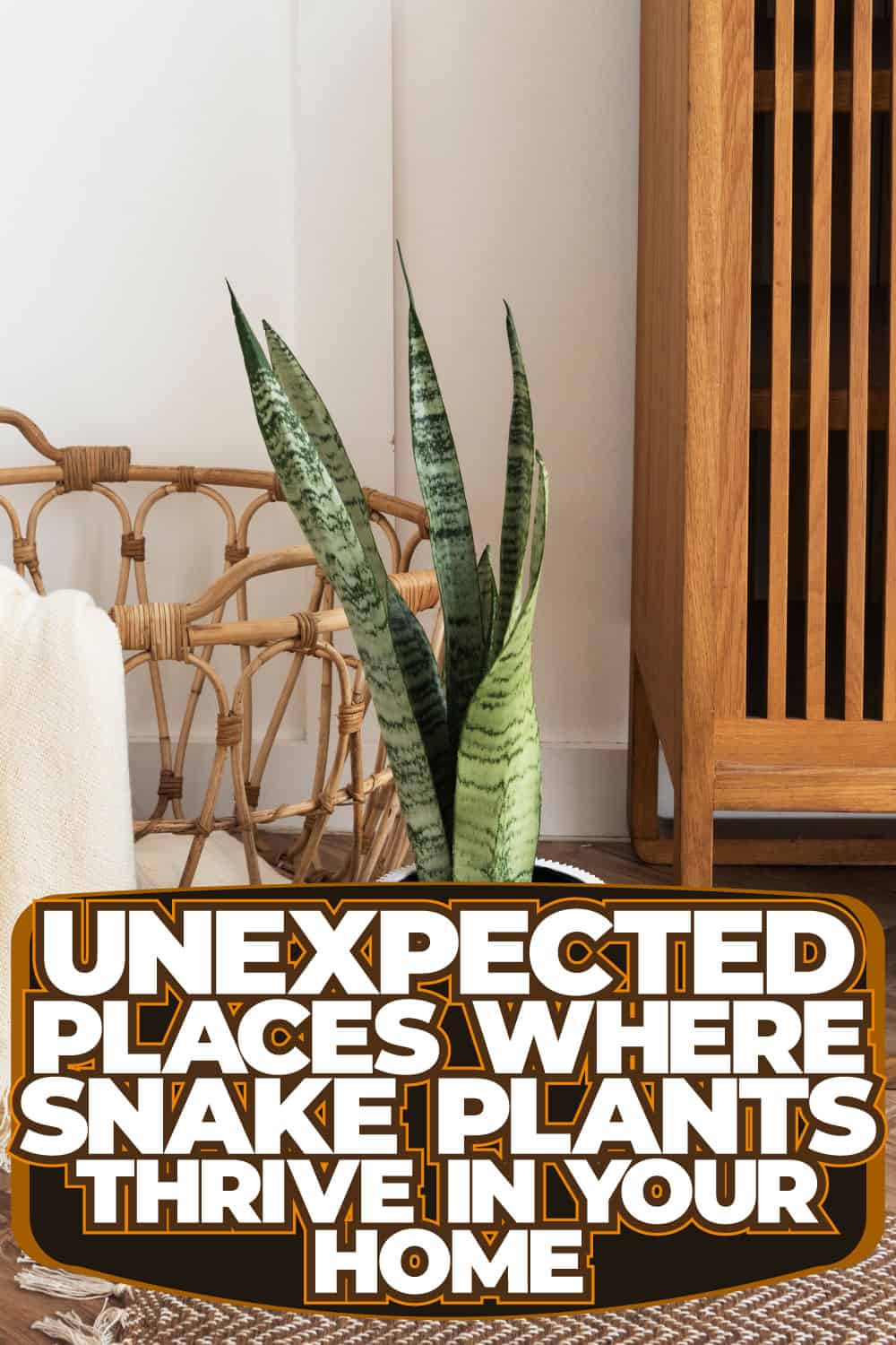 Unexpected Places Where Snake Plants Thrive in Your Home