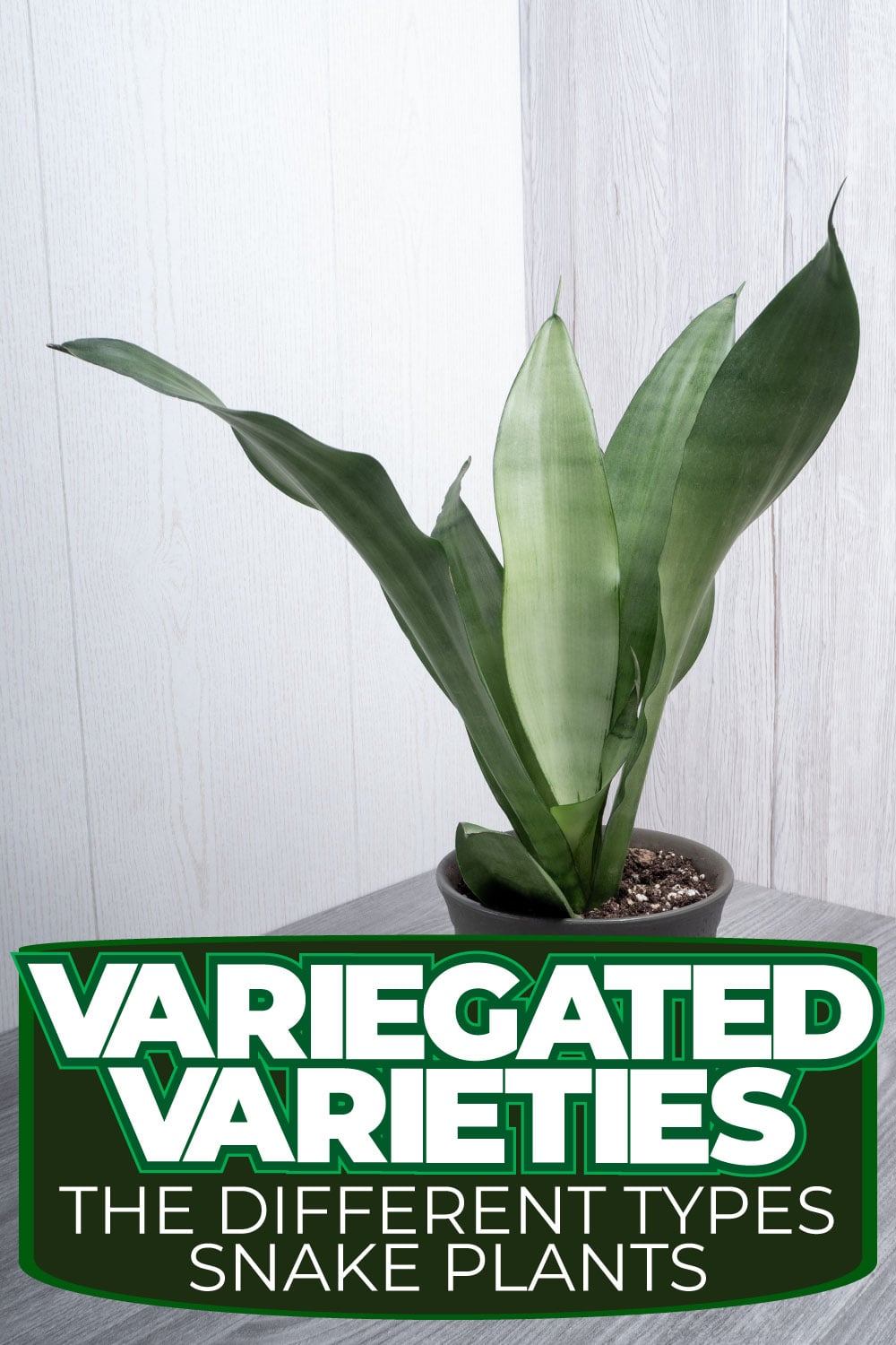 Variegated Varieties The Different Types of Snake Plants