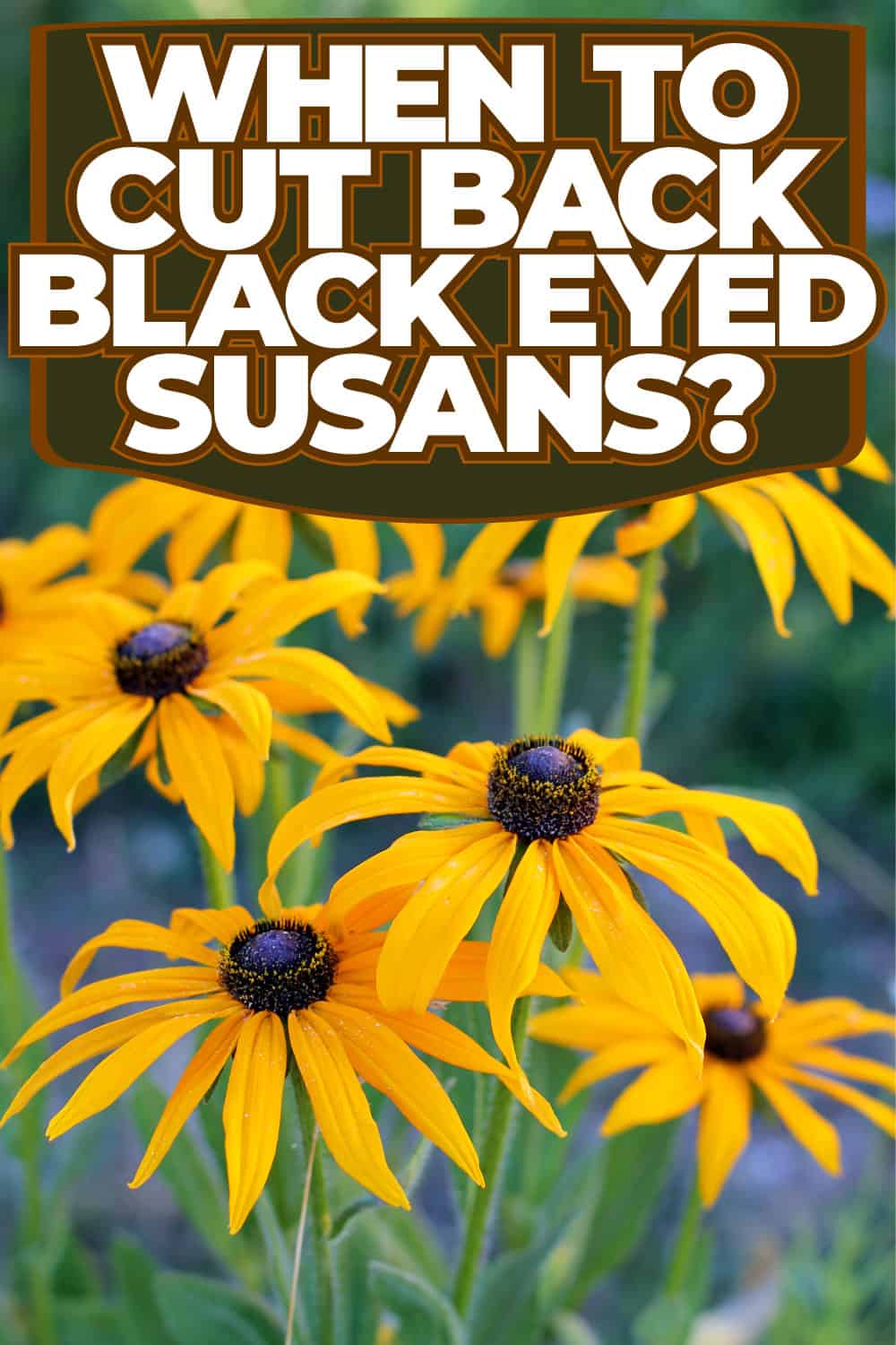 When To Cut Back Black Eyed Susans?