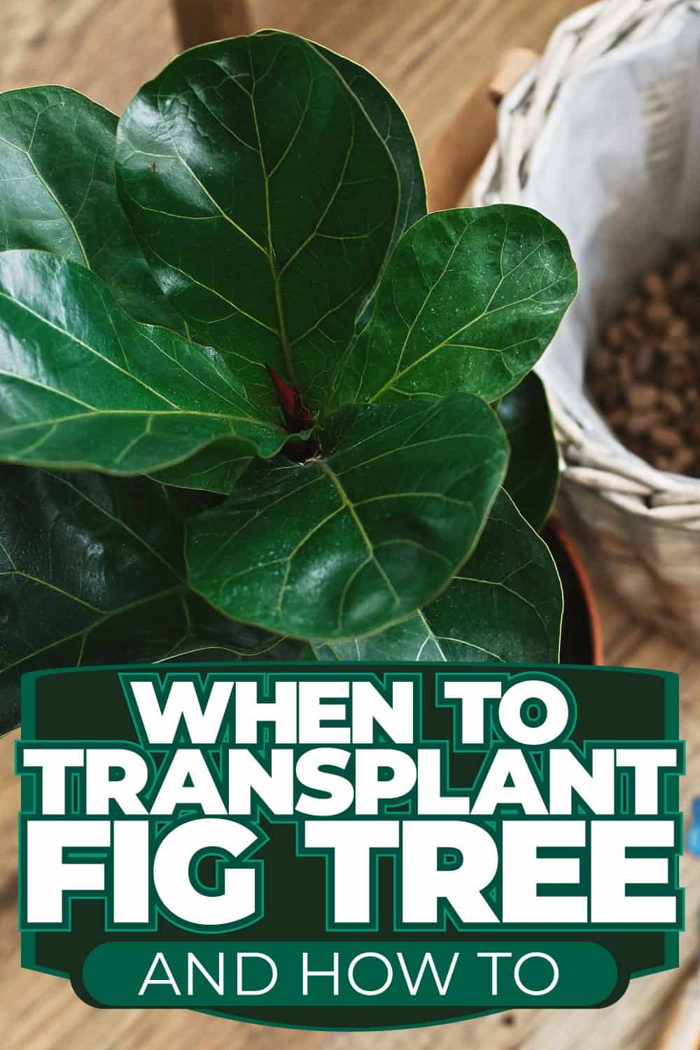 When To Transplant Fig Tree [And How To]