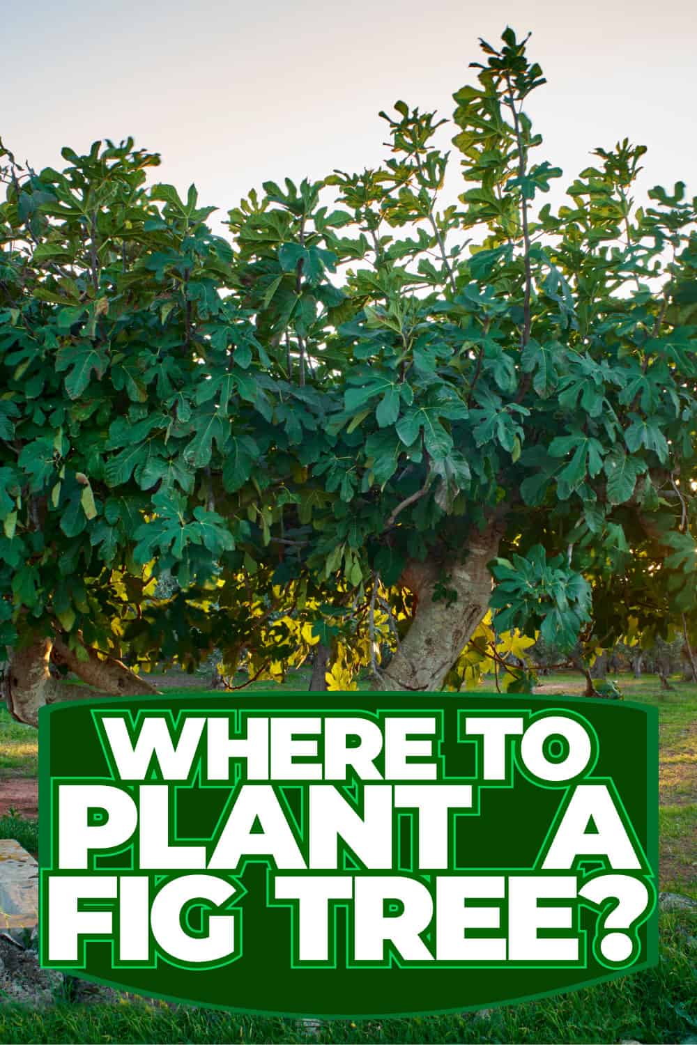 Where To Plant A Fig Tree?