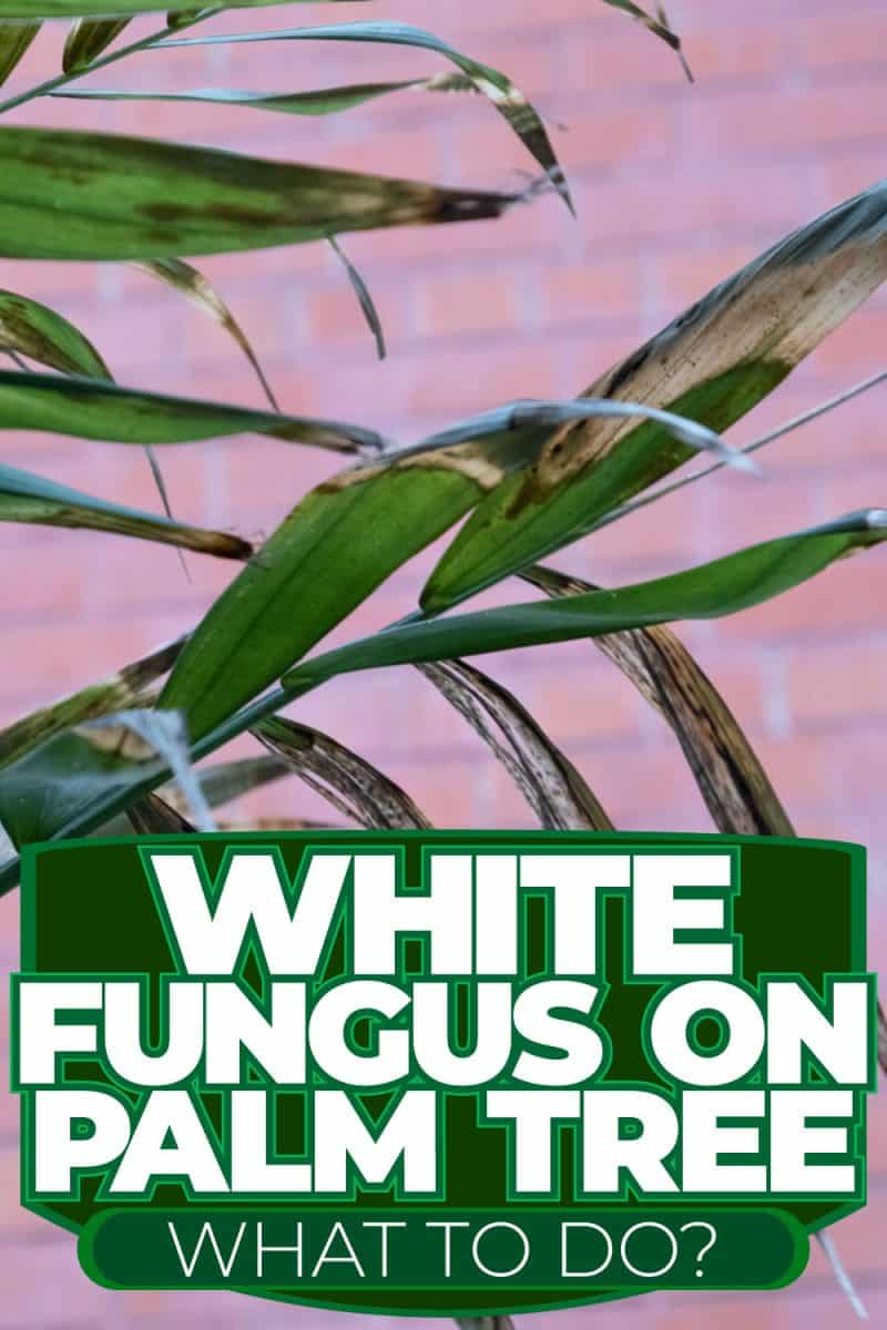White Fungus On Palm Trees – What To Do