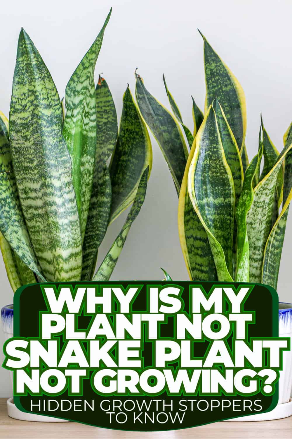 Why Is My Snake Plant Not Growing? Hidden Growth Stoppers To Know