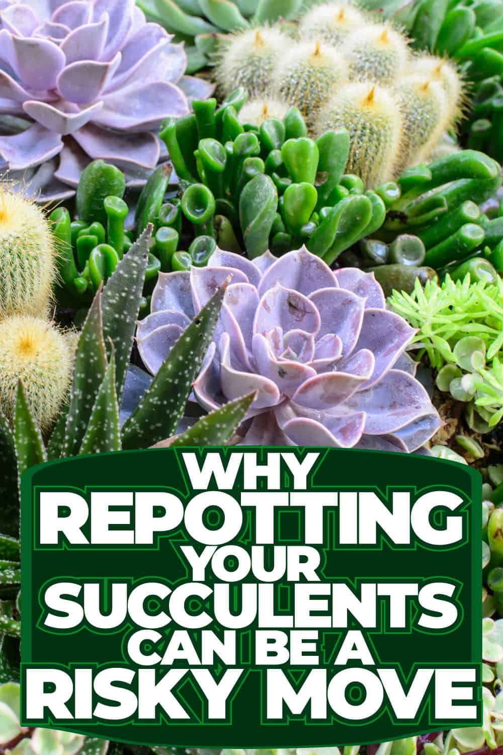 Why Repotting Your Succulents Can Be a Risky Move