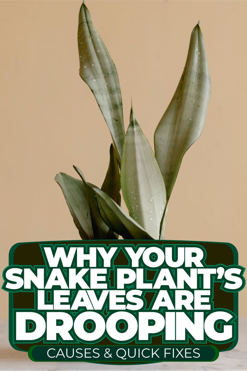 Why Your Snake Plant's Leaves Are Drooping Causes & Quick Fixes