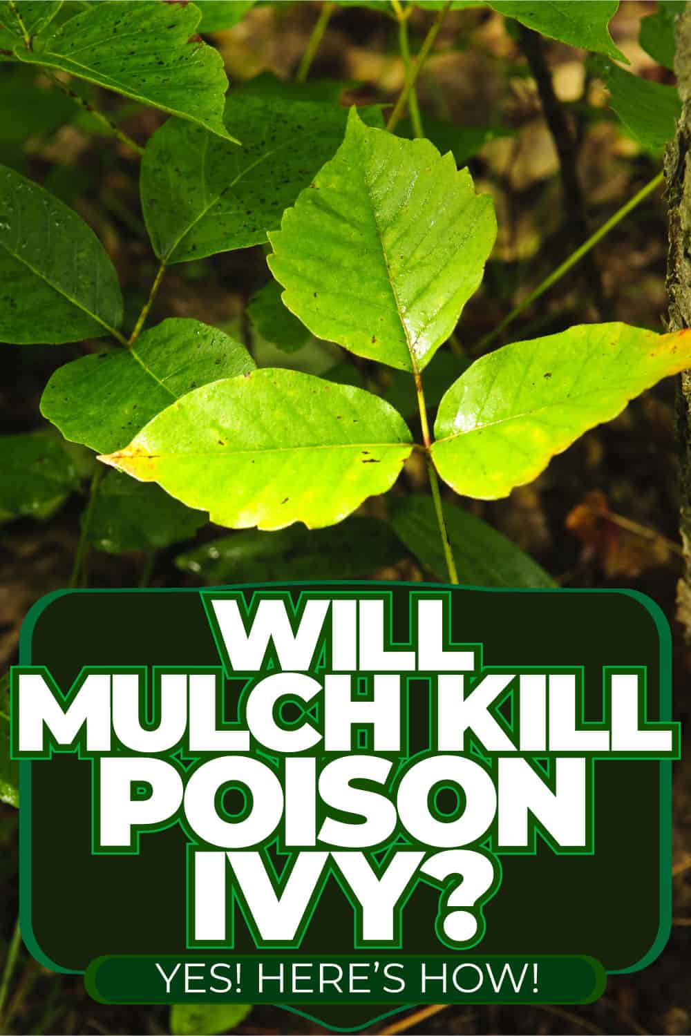 Will Mulch Kill Poison Ivy? [Yes! Here's How!]