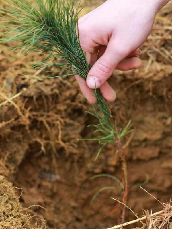 dry soil, shallow soil, brown soil, ground, dirt, roots, human hand planting