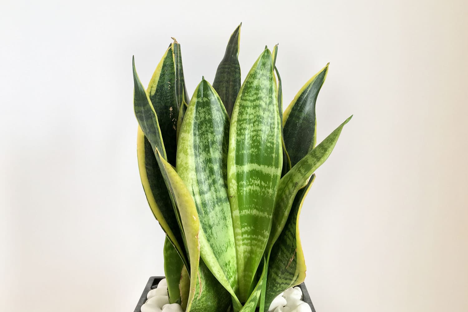 Snake plant on a white background