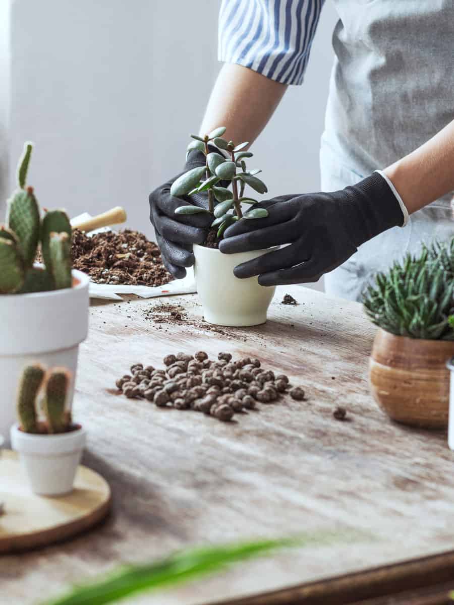 Woman planting a small succulent along with other succulent in her working table
