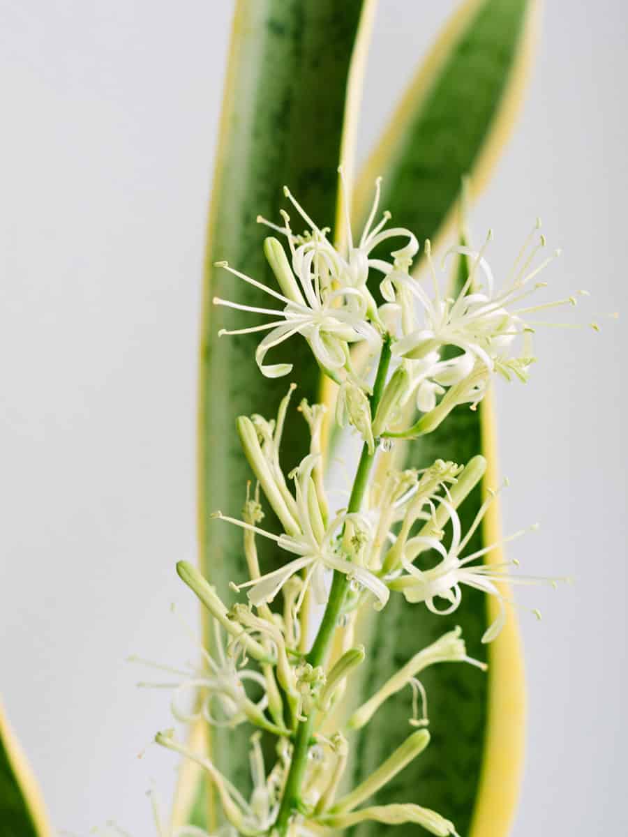 Sansevieria Trifasciata, snake plant, mother-in-laws tongue tree with flowers