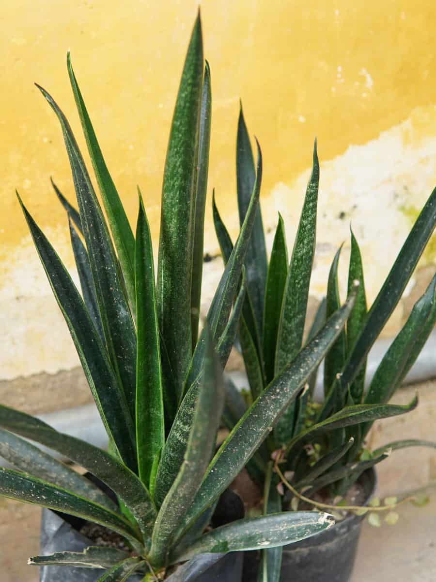 Bright green leaves of a Sanseveria black gold