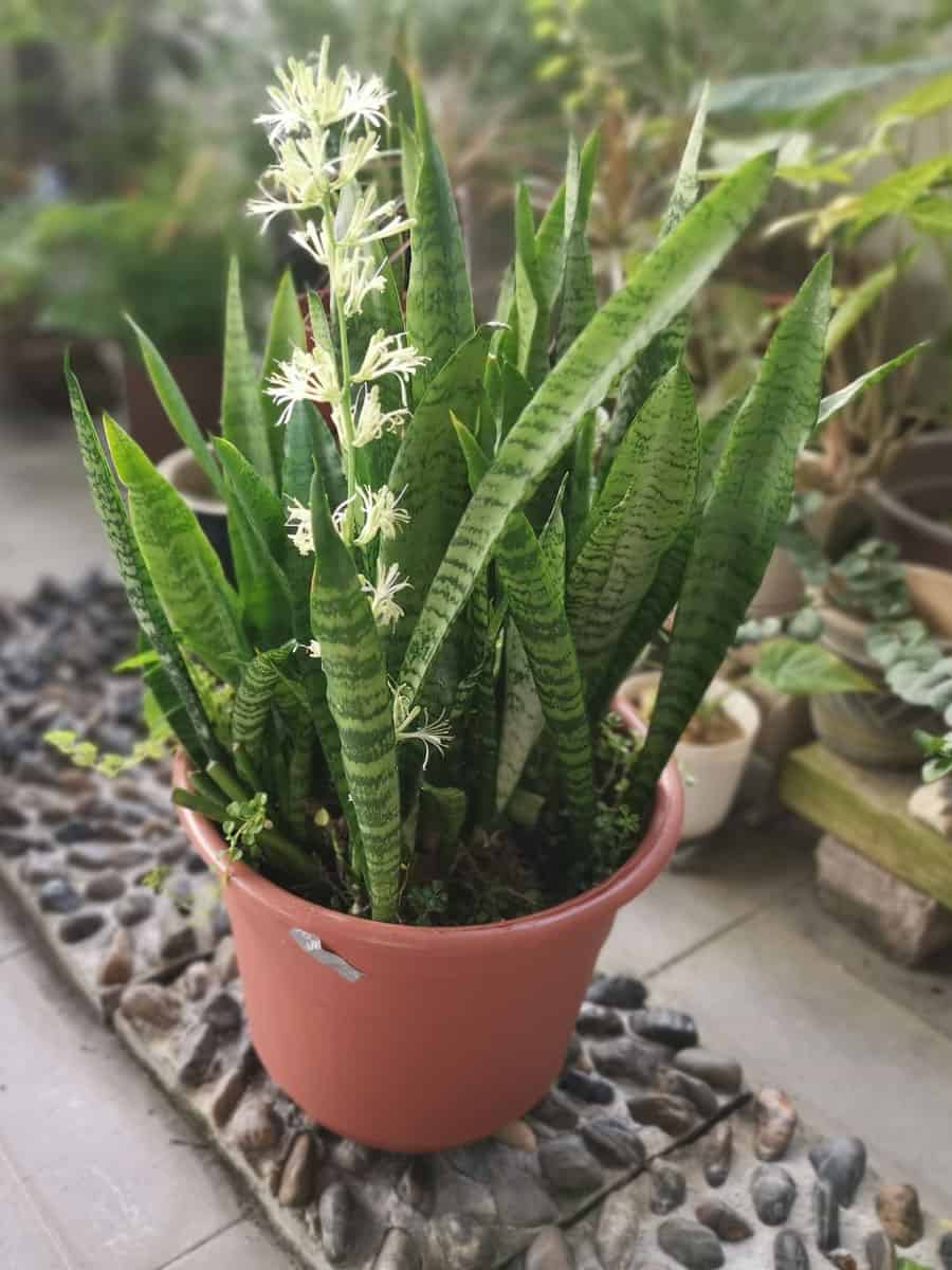 Sansevieria Snake Plant pot with sprouting White Flower