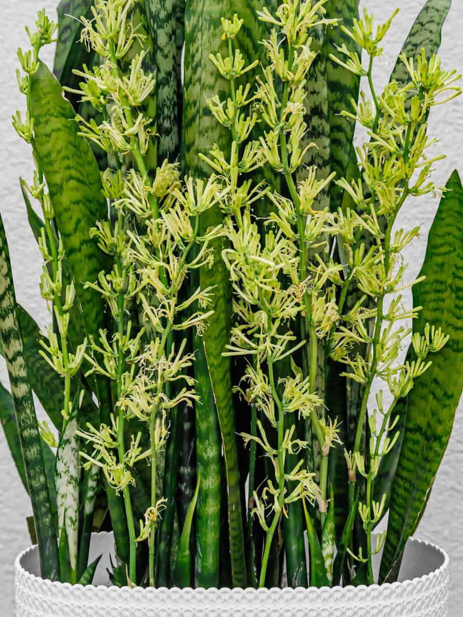 Natural sansevieria trifasciata plant with flowers. Huge flowering Snake plants