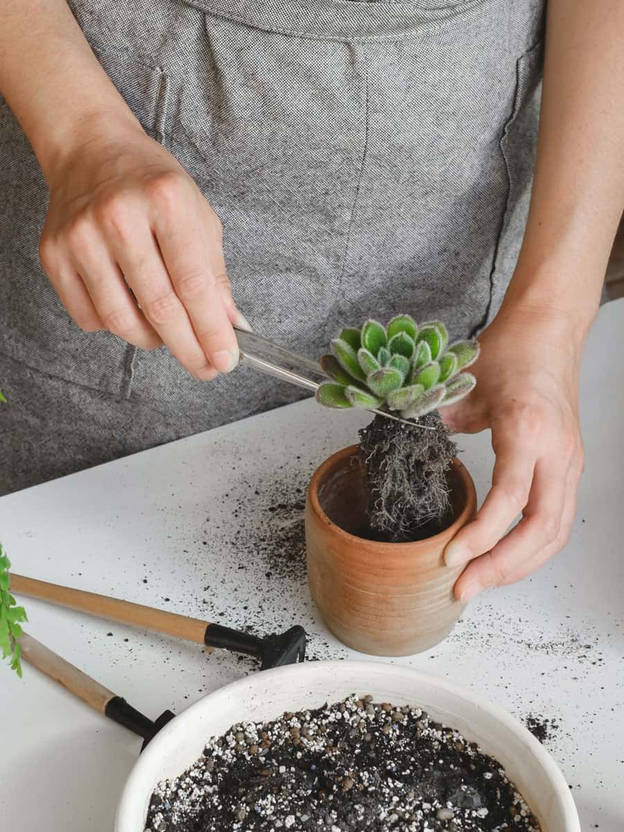 Gardener repotting her small succulent to another pot