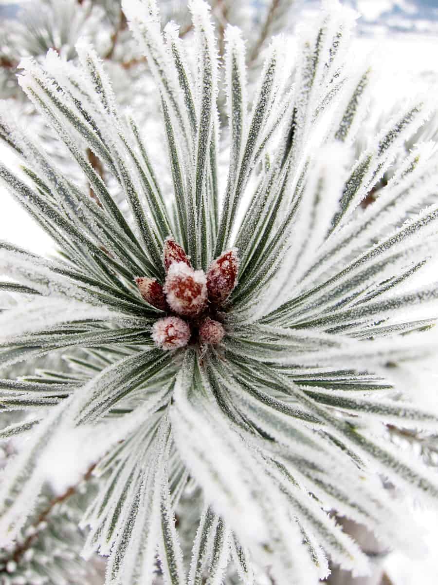 A small palm plant covered in snow