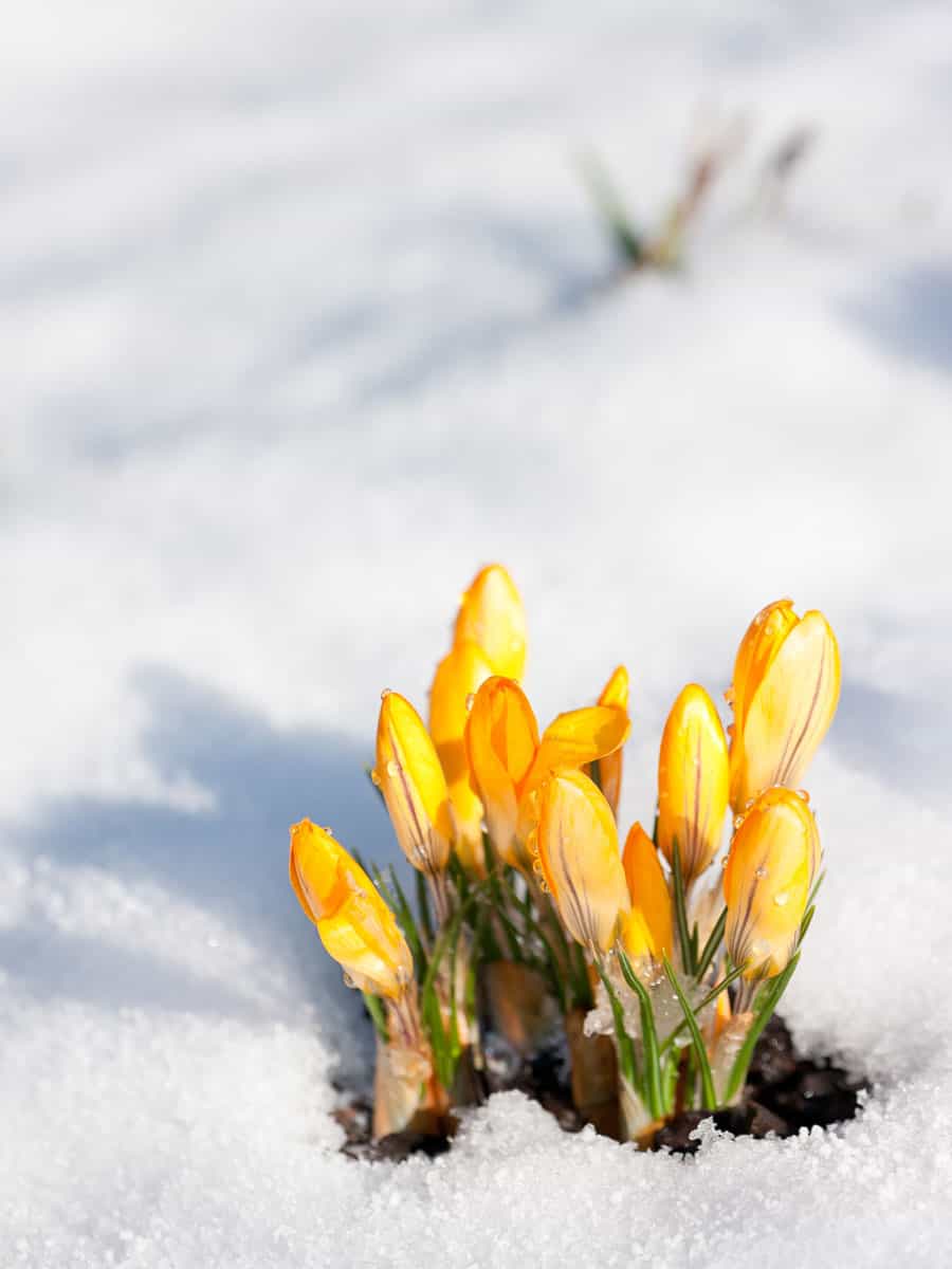 Yellow plant blooming outside a garden covered in snow