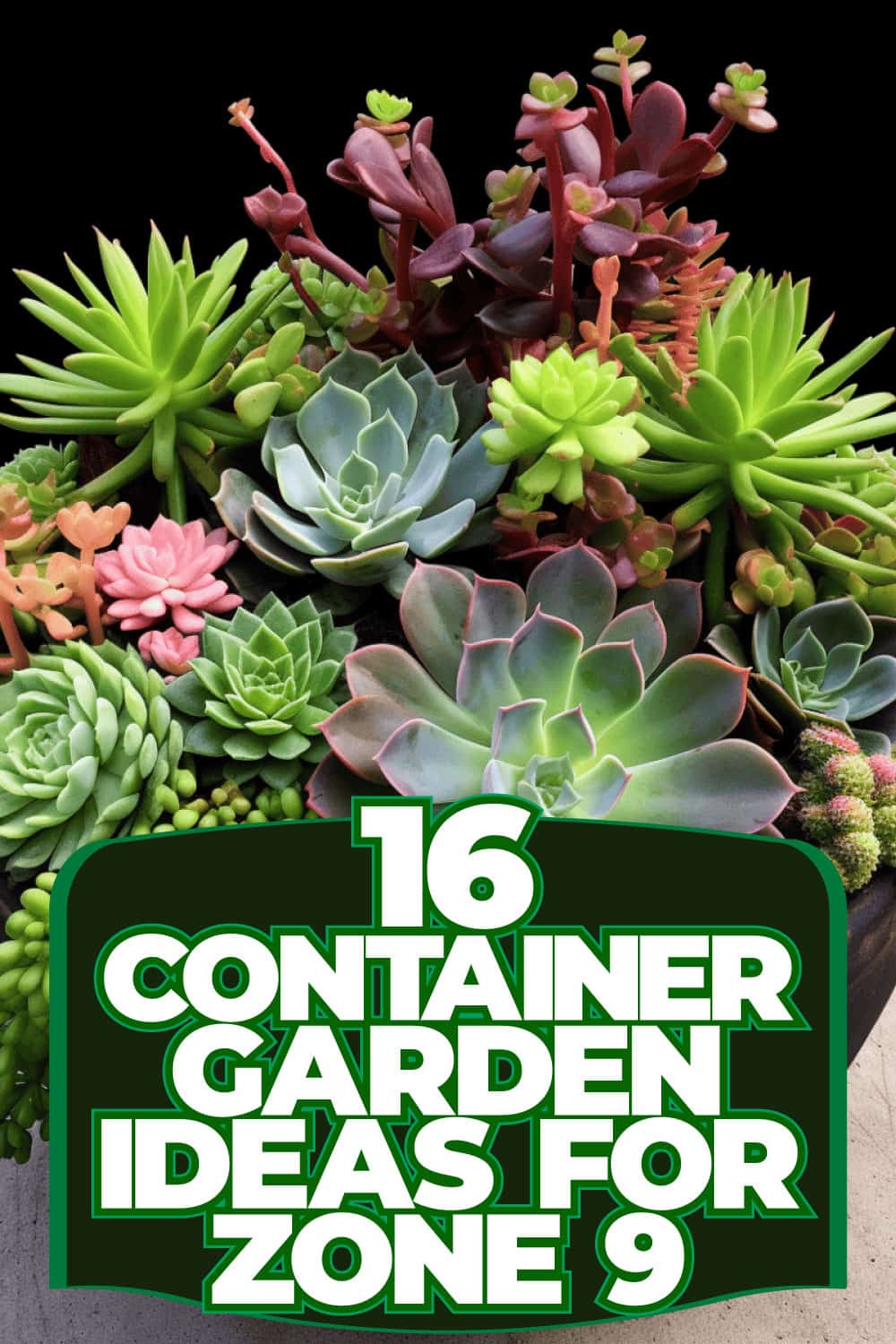 16 Container Garden Ideas For Zone 9