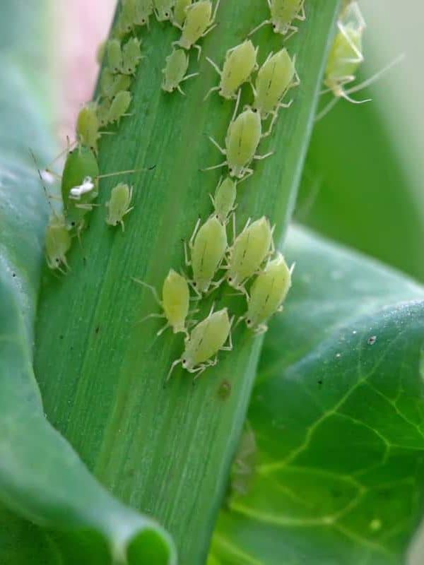 A colony of Aphids gathering on the stem of a flower