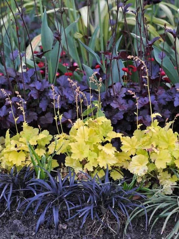 A flower border in a garden with yellow- and purple-leaved Heuchera and Ophiopogon planiscapus nigrescens in May