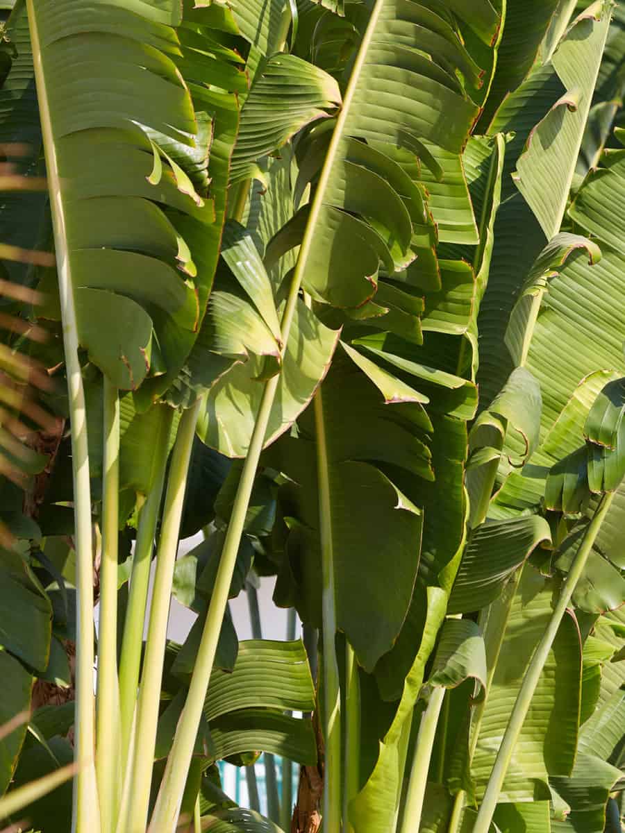 Tall leaves of an Abaca banana