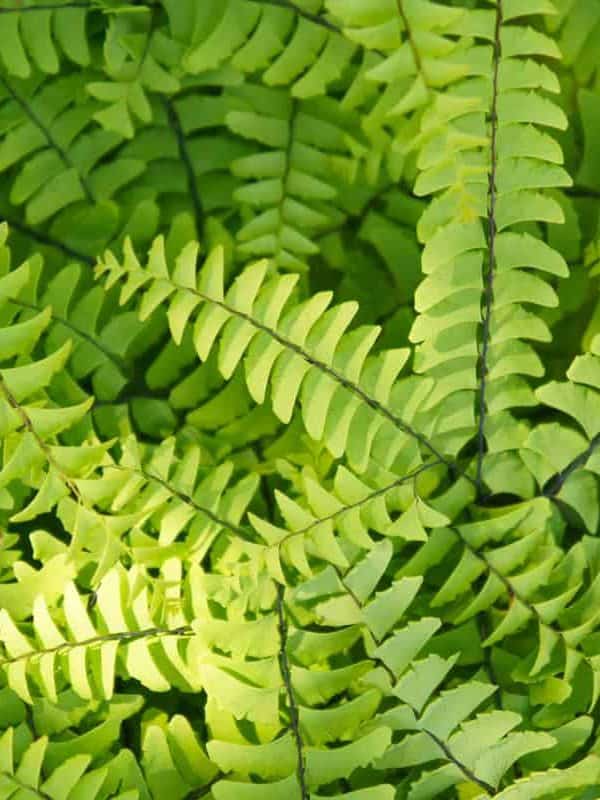 Adiantum pedatum green fern background