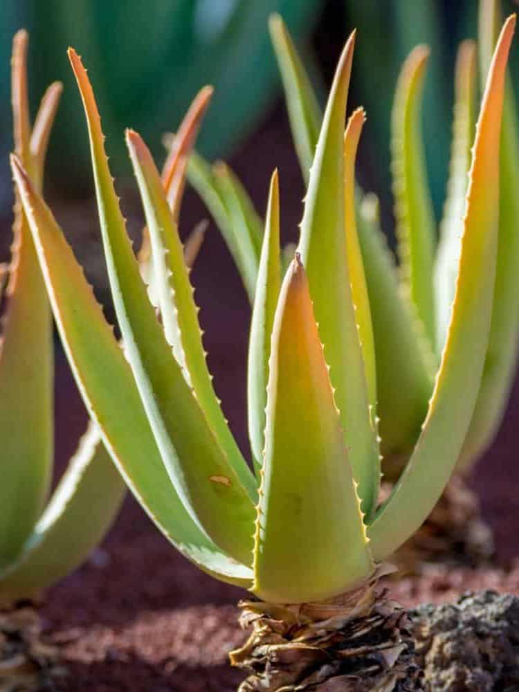 Up close photo of an Aloe Vera
