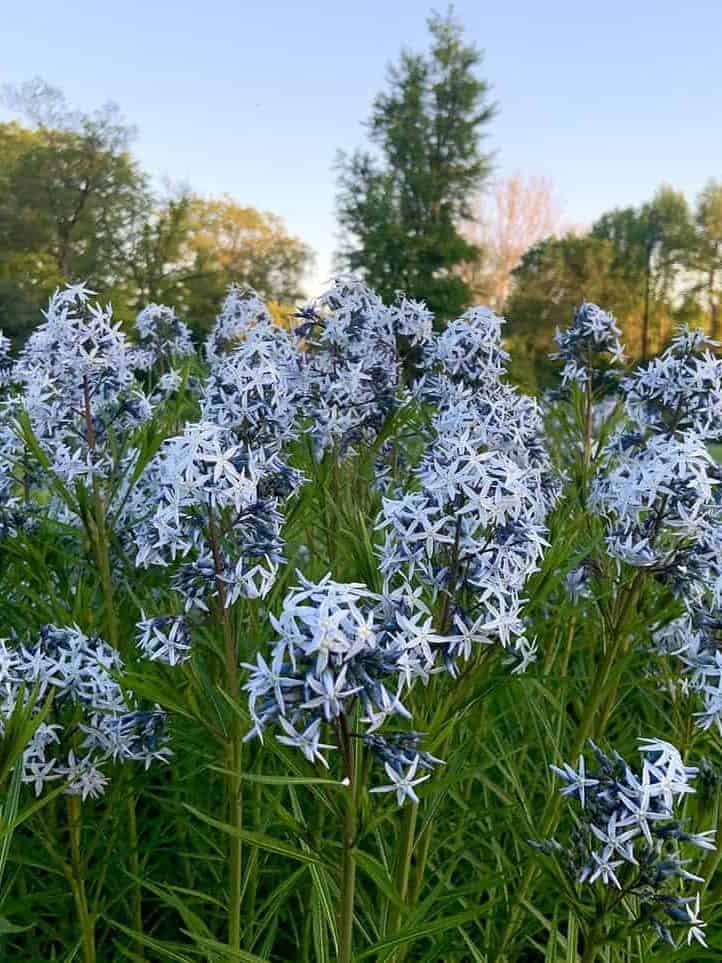 Amsonia Blue Star Flowers in Perennial Garden Dogbane