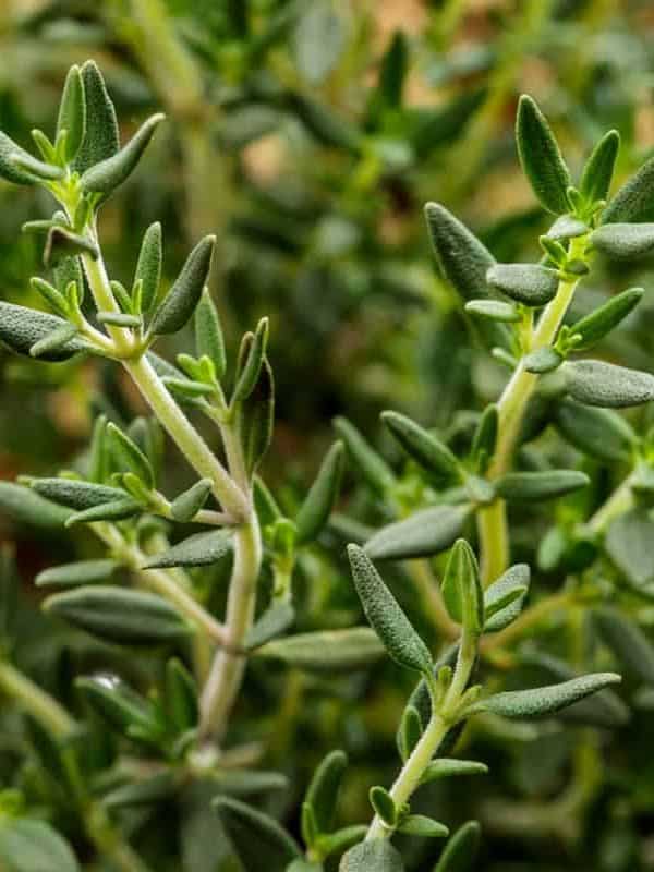 Aromatic thyme plant photographed in the garden