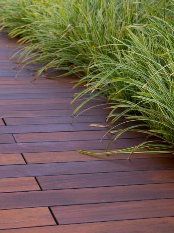 Brown Ipe hardwood deck and green Carex 'Ice Dance' Japanese Sedge evergreen ornamental grass