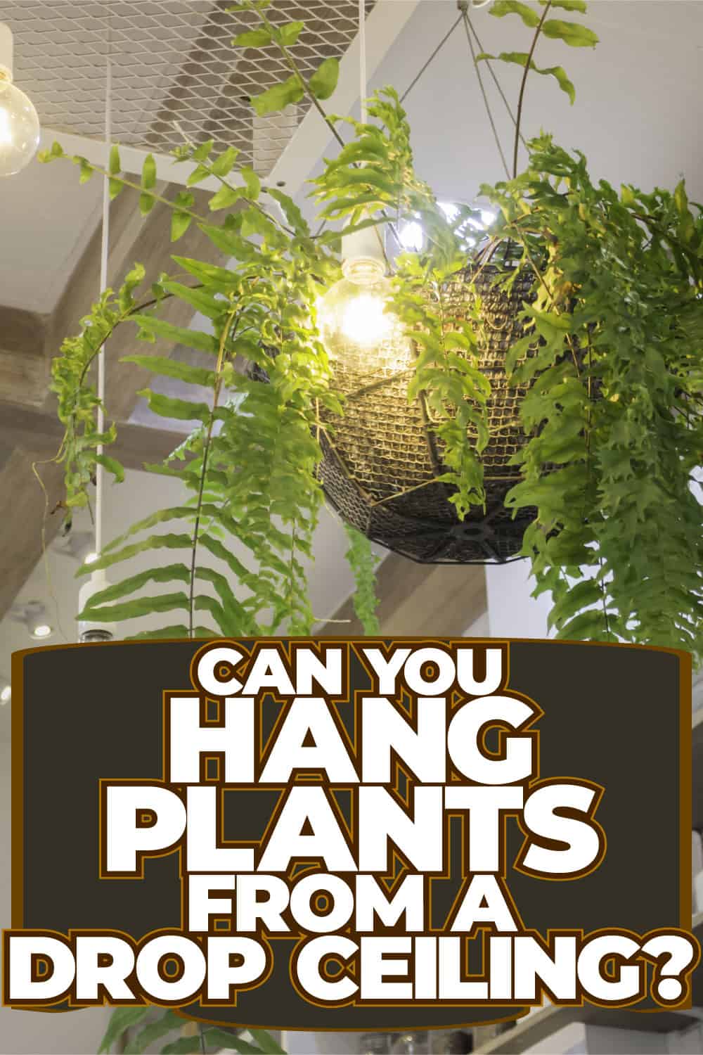 Can You Hang Plants From A Drop Ceiling?