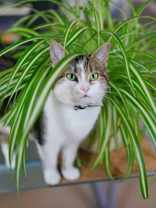 Cat playing with owners spider plant