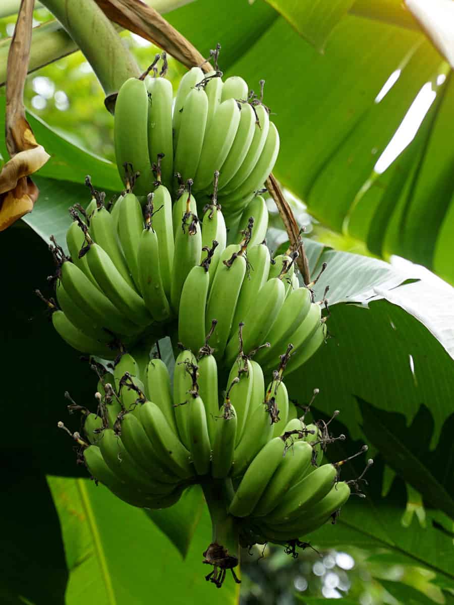 Healthy Cavendish banana