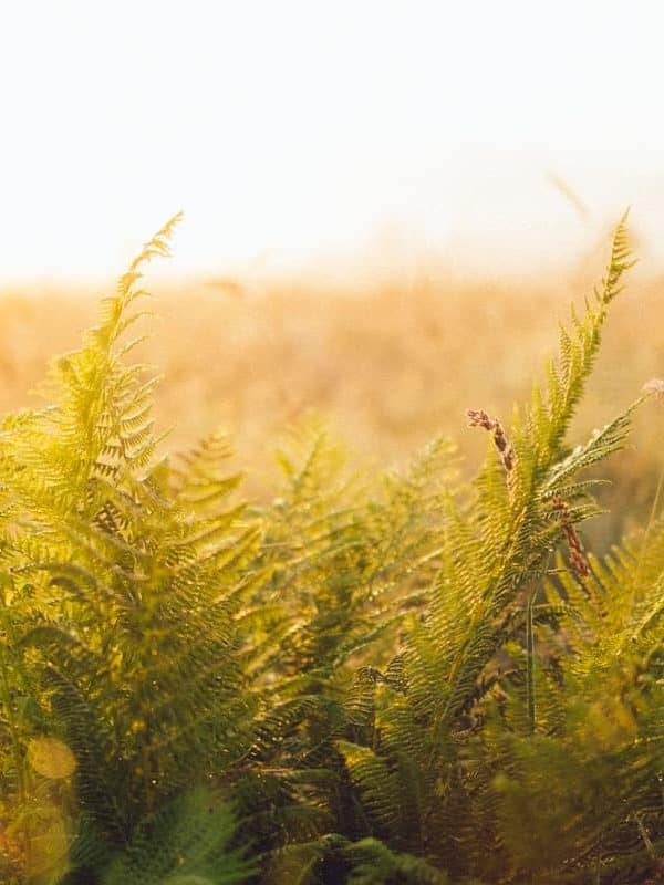 Closeup of golden dewy fern in sunrise 