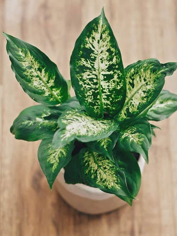 Dieffenbachia placed on the floor