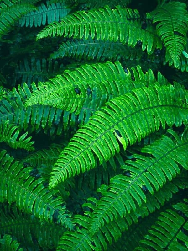Fern Leaf Pattern, Lush Fresh Green Foliage
