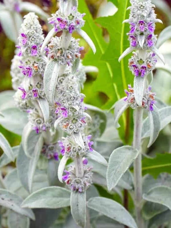 Flowers of plant Herb Lambs ear. Stachys Byzantine or stahis woolly. Selective focus