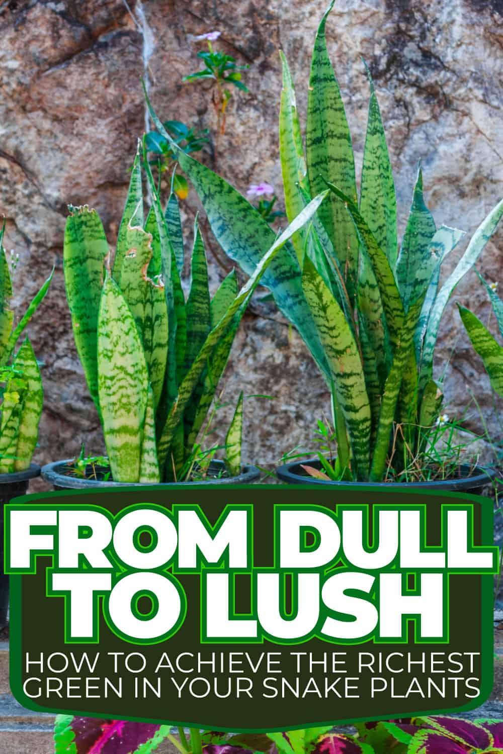 From Dull To Lush: How To Achieve The Richest Green In Your Snake Plants