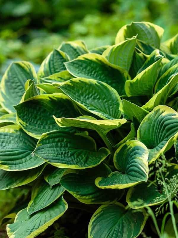 Green bush Hosta. Hosta leaves. Beautiful Hosta leaves background. Hosta - an ornamental plant for landscaping park and garden design
