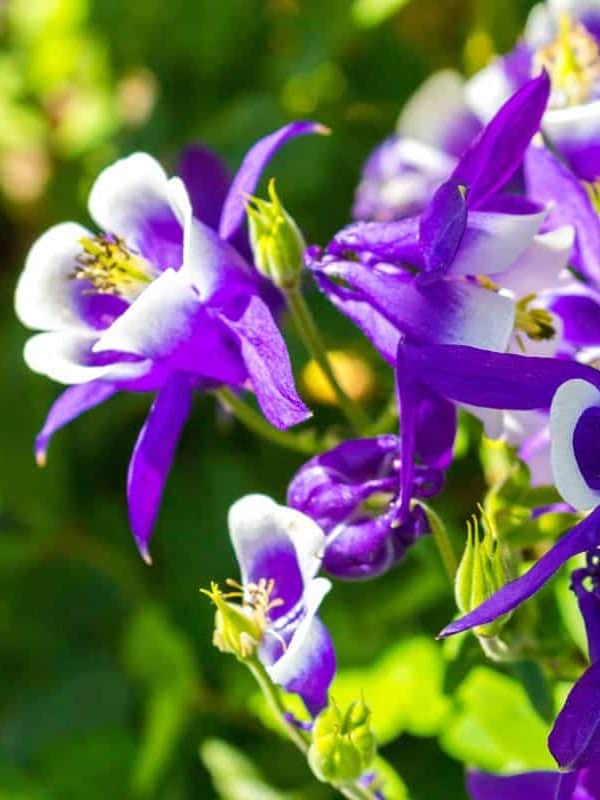 Growing Ranunculaceae. Perennial herbaceous plant Aquilegia vulgaris with purple flowers in the garden