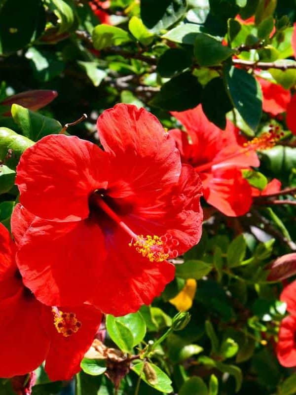 Red leaves of a Hibiscus