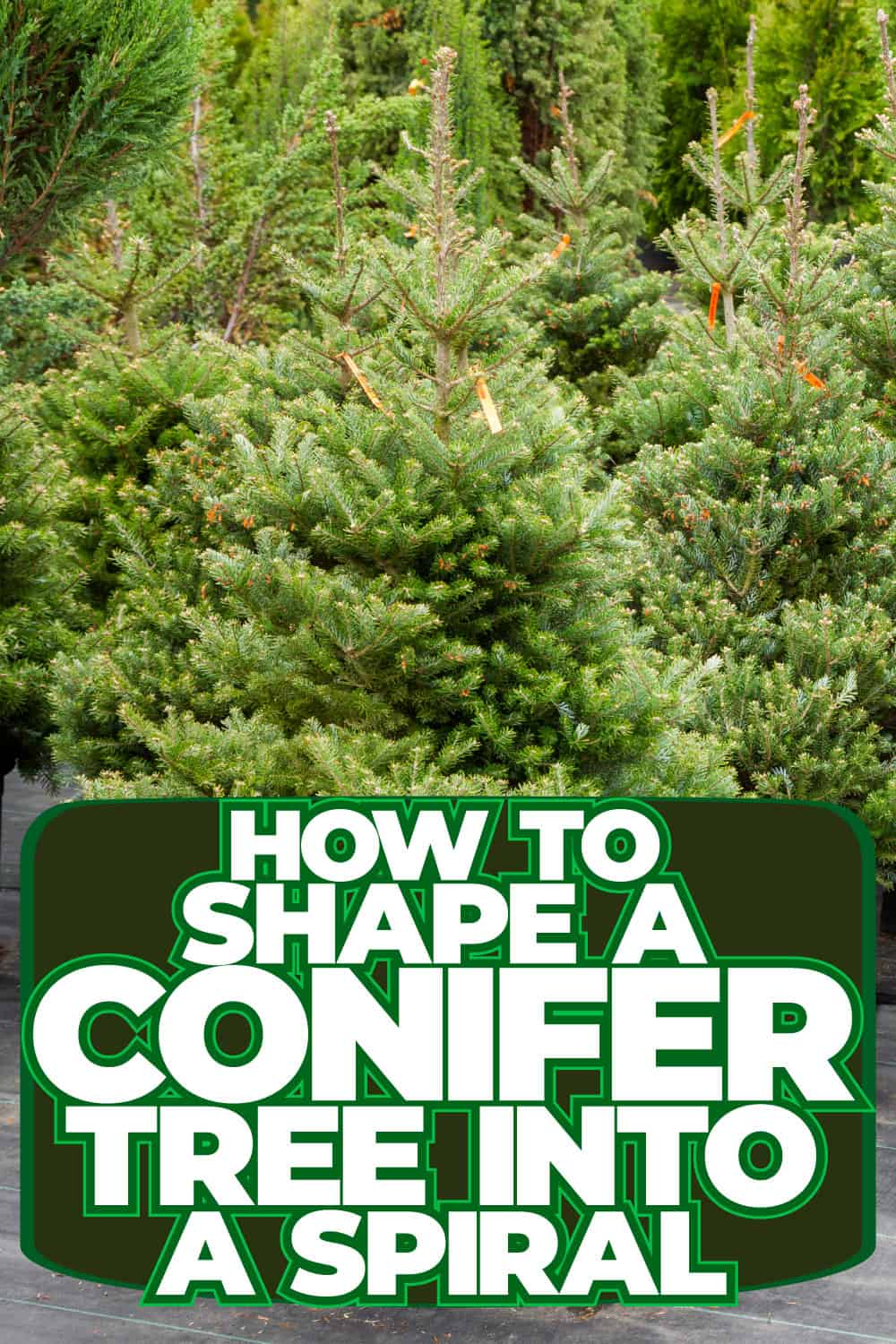 How To Shape A Conifer Tree Into A Spiral [Step-By-Step Guide]
