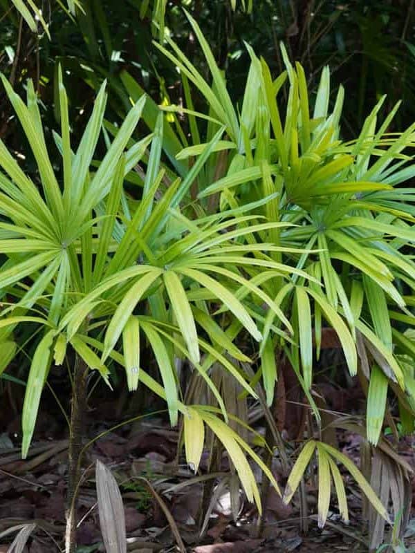 Juvenile Lady palm plant in the garden, 10 Palm Varieties for Your Zone 10 Garden